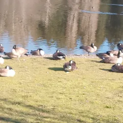 Woodland Creek Community Park - Lacey