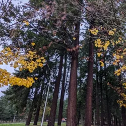 American Lake Veterans Memorial Museum - Lakewood