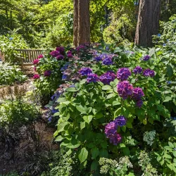 Lakewold Gardens - Lakewood