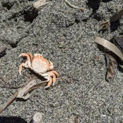 Double Bluff Beach - Langley