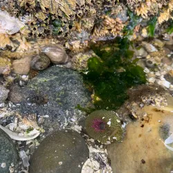 Double Bluff Beach - Langley