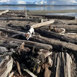 Double Bluff Beach - Langley