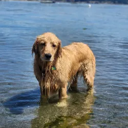 Double Bluff Beach - Langley