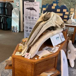 Langley Whale Center - Langley