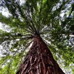 Meerkerk Rhododendron Gardens - Langley
