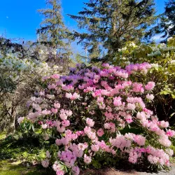 Meerkerk Rhododendron Gardens - Langley