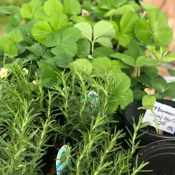 Longview Farmers Market - Longview