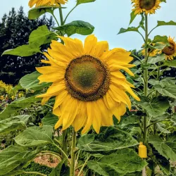 Hovander Homestead Park - Lynden