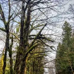 Cedar River Trail - Maple Valley