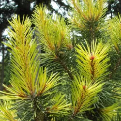 Lake Wilderness Arboretum - Maple Valley