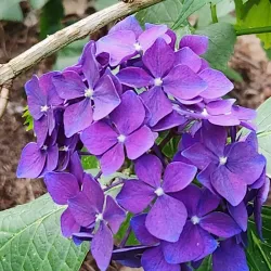Lake Wilderness Arboretum - Maple Valley