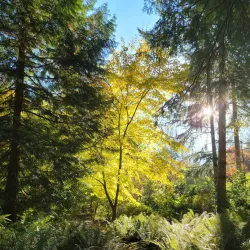 Lake Wilderness Arboretum - Maple Valley