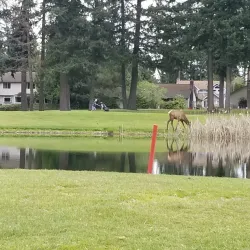 Lake Wilderness Golf Course - Maple Valley