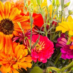 Maple Valley Farmers Market - Maple Valley