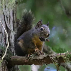 Soaring Eagle Regional Park - Maple Valley