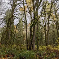 Soaring Eagle Regional Park - Maple Valley