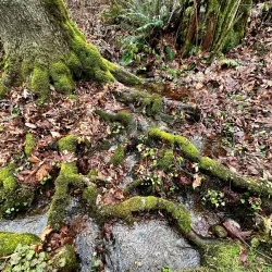Soaring Eagle Regional Park - Maple Valley