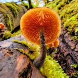 Soaring Eagle Regional Park - Maple Valley
