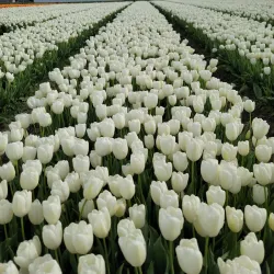 Skagit Valley Tulip Festival - Mount Vernon