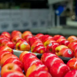 Apple Orchards of Naches - Naches