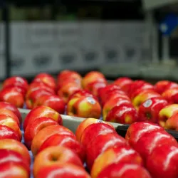 Apple Orchards of Naches - Naches