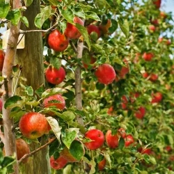 Apple Orchards of Naches - Naches