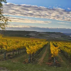 Apple Orchards of Naches - Naches