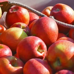 Apple Orchards of Naches - Naches