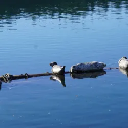 Oak Harbor Marina - Oak Harbor