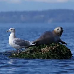 Whidbey Island Kayaking - Oak Harbor