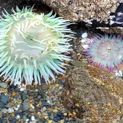 Damon Point - Ocean Shores