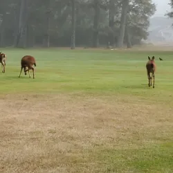 Ocean Shores Golf Course - Ocean Shores