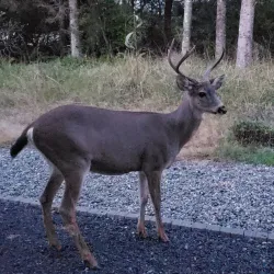 The Golf Club at Ocean Shores - Ocean Shores