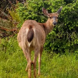 The Golf Club at Ocean Shores - Ocean Shores