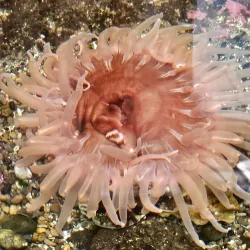 Poulsbo Marine Science Center - Poulsbo
