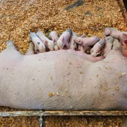 Washington State Fair - Puyallup