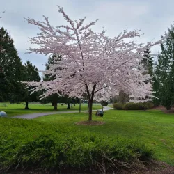 Grass Lawn Park - Redmond