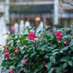 Redmond Town Center - Redmond