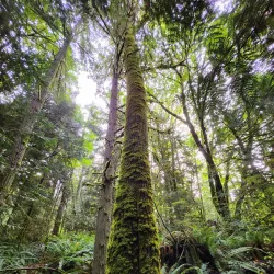 Redmond Watershed Preserve - Redmond