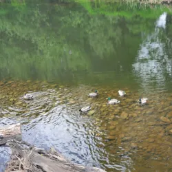 Sammamish River Trail - Redmond