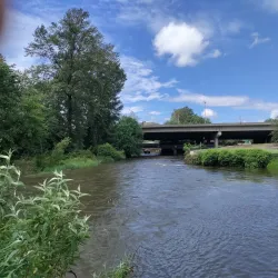 Cedar River Salmon Journey - Renton