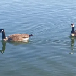 Angle Lake Golf Course - SeaTac