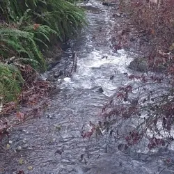 Des Moines Creek Trail - SeaTac