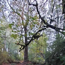 Des Moines Creek Trail - SeaTac