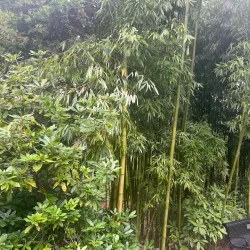 Highline SeaTac Botanical Garden - SeaTac