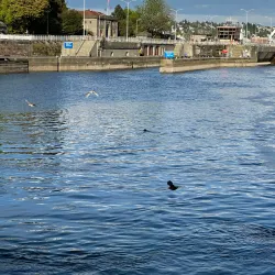 Ballard Locks (Hiram M. Chittenden Locks) - Seattle