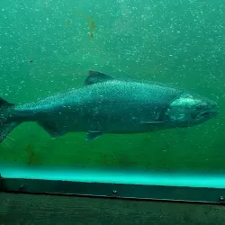 Ballard Locks (Hiram M. Chittenden Locks) - Seattle