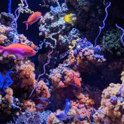 Seattle Aquarium - Seattle