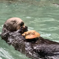 Seattle Aquarium - Seattle