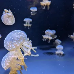 Seattle Aquarium - Seattle